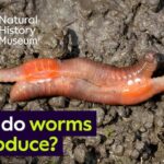 How Does Worms Reproduce
