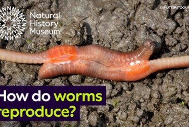 How Does Worms Reproduce
