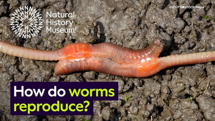 How Does Worms Reproduce