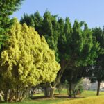 How Long Do Oak Trees Take To Grow Rapid Growth Insights