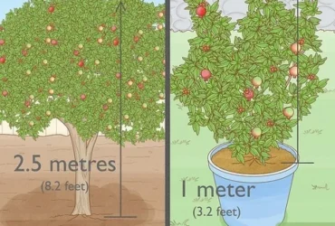 How Long Does A Pomegranate Tree Take To Grow