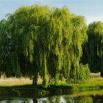 How Long Does A Willow Tree Take To Grow