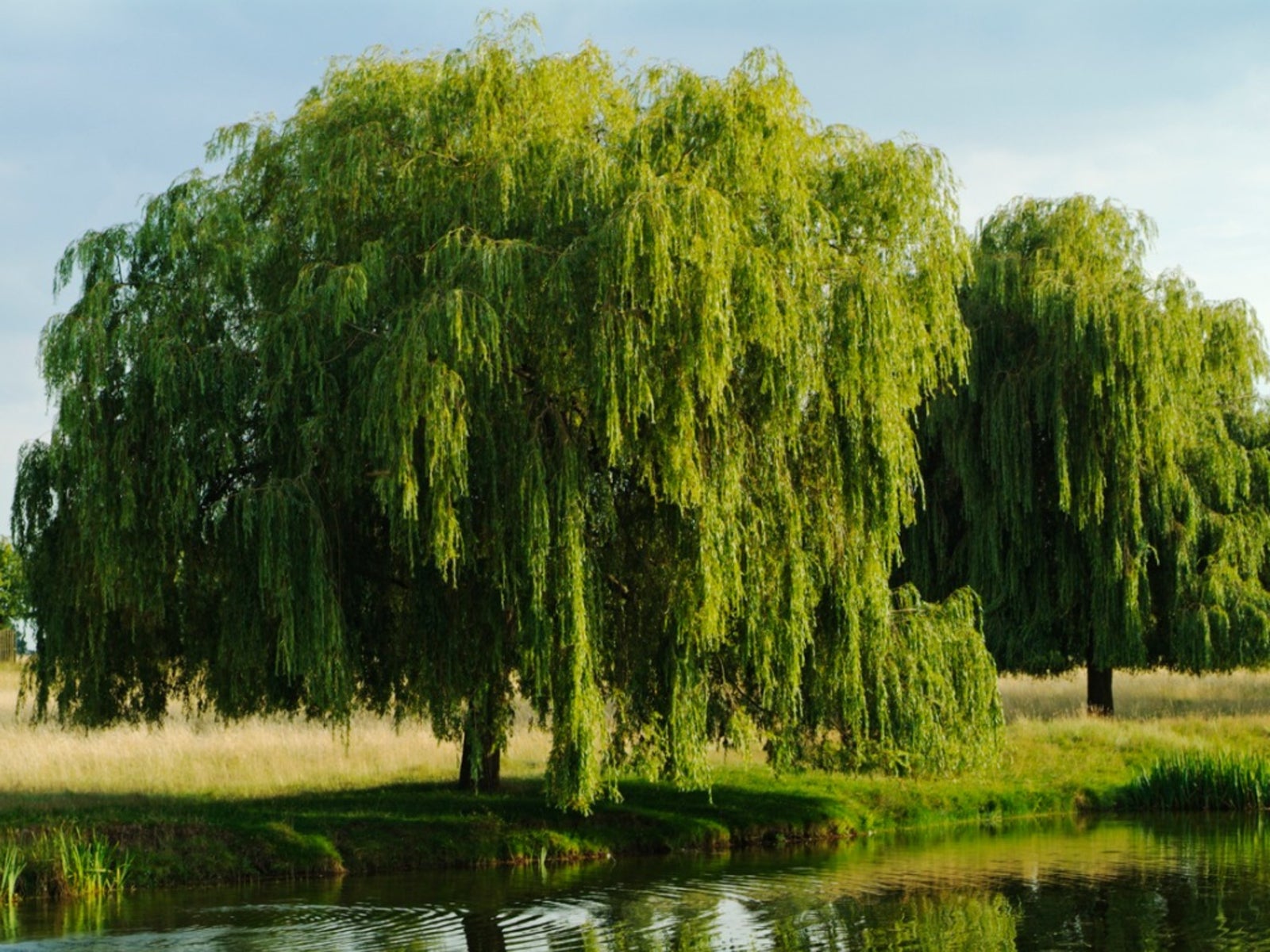 How Long Does A Willow Tree Take To Grow