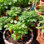 How Long Does It Take Carrots To Grow Quick Guide