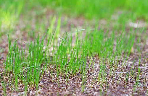 How Long Does It Take For Grass Seed To Germinate