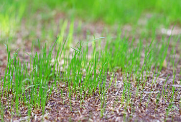 How Long Does It Take For Grass Seeds To Grow