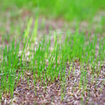 How Long Does It Take For Grass Seeds To Sprout