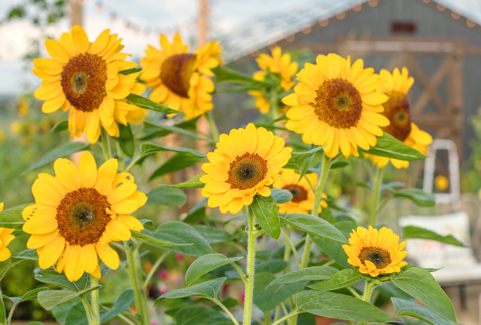 How Long Does It Take For Sunflowers To Grow