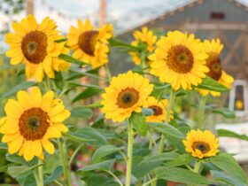 How Long Does It Take For Sunflowers To Grow