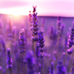 How Long Does It Take Lavender To Grow Quick Guide 1