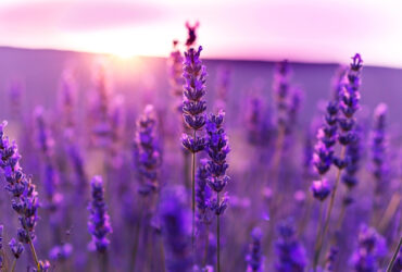 How Long Does It Take Lavender To Grow Quick Guide 1