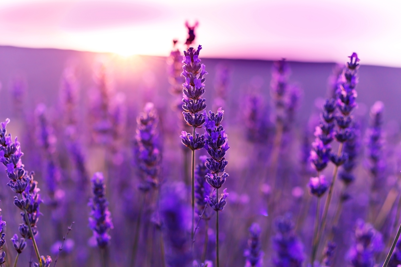 How Long Does It Take Lavender To Grow Quick Guide 1