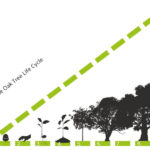 How Long Does It Take Oak Trees To Grow