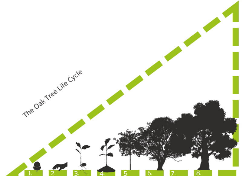 How Long Does It Take Oak Trees To Grow