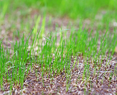 How Long Does It Take To Grow A Lawn