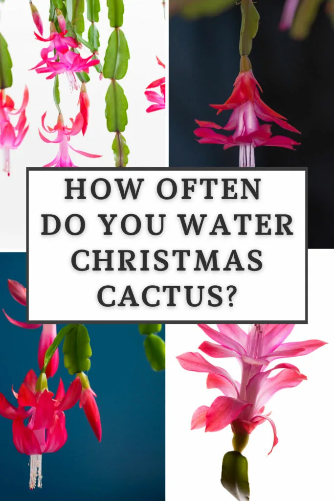 How Often To Water A Christmas Cactus: Essential Tips