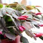 How Often To Water A Christmas Cactus