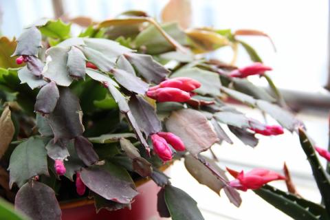 How Often To Water A Christmas Cactus