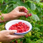 How Raspberries Are Grown