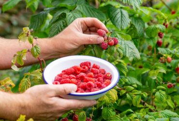 How Raspberries Are Grown