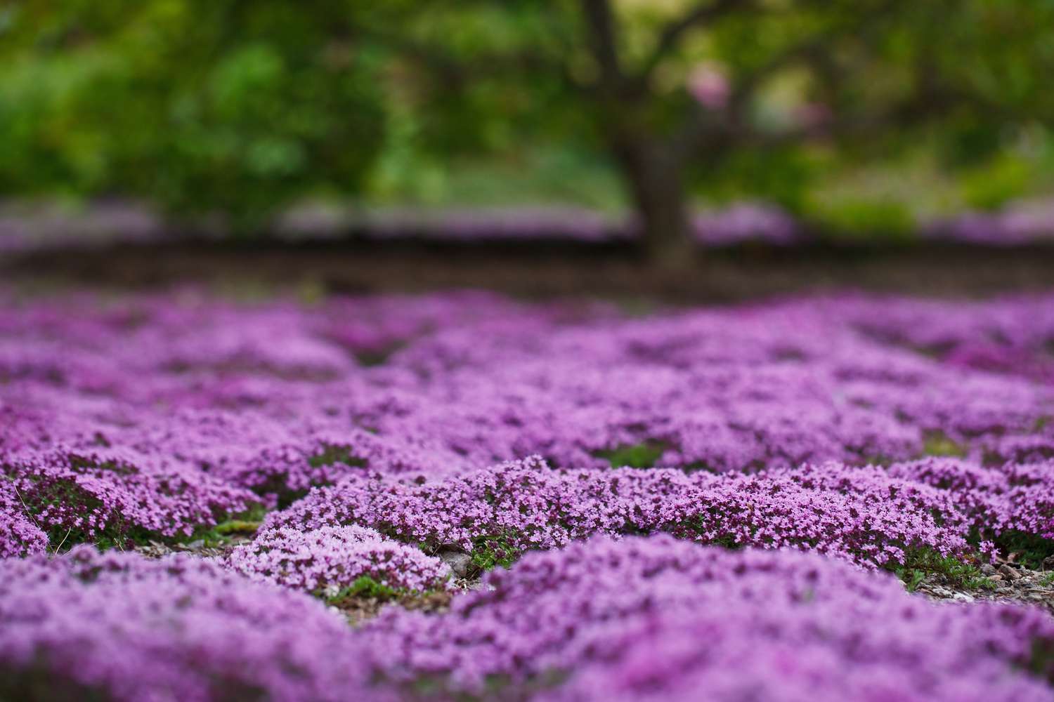 How To Creeping Thyme Ground Cover: Lush Lawn Alternatives