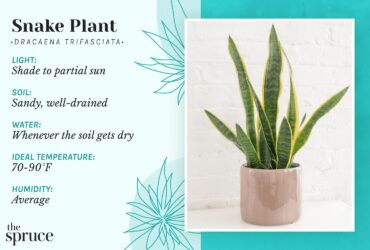 How To Care For Indoor Snake Plant