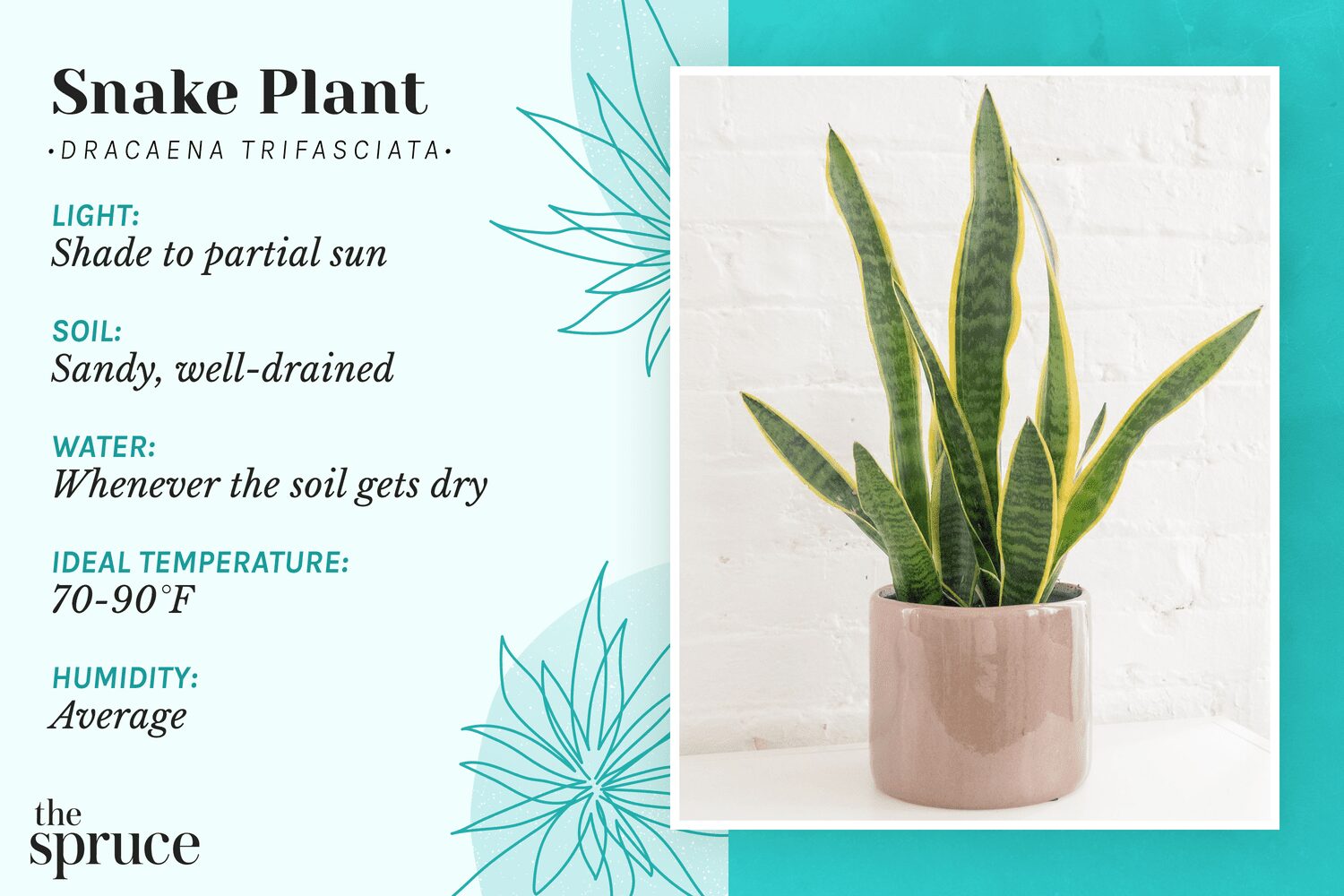 How To Care For Indoor Snake Plant