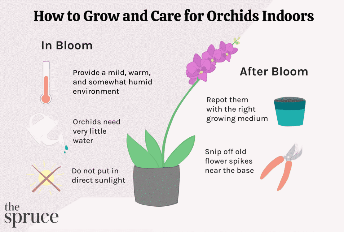 How To Care For Orchids In The House
