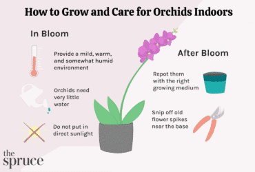 How To Care For Orchids In The House