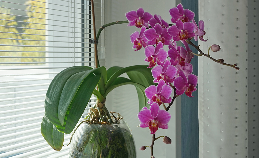 How To Take Care Of Indoor Orchid Plants: Expert Tips