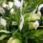 How To Care For Peace Lily Houseplant
