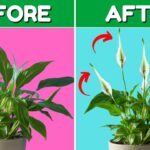 How To Care For Peace Lily Indoor Plant