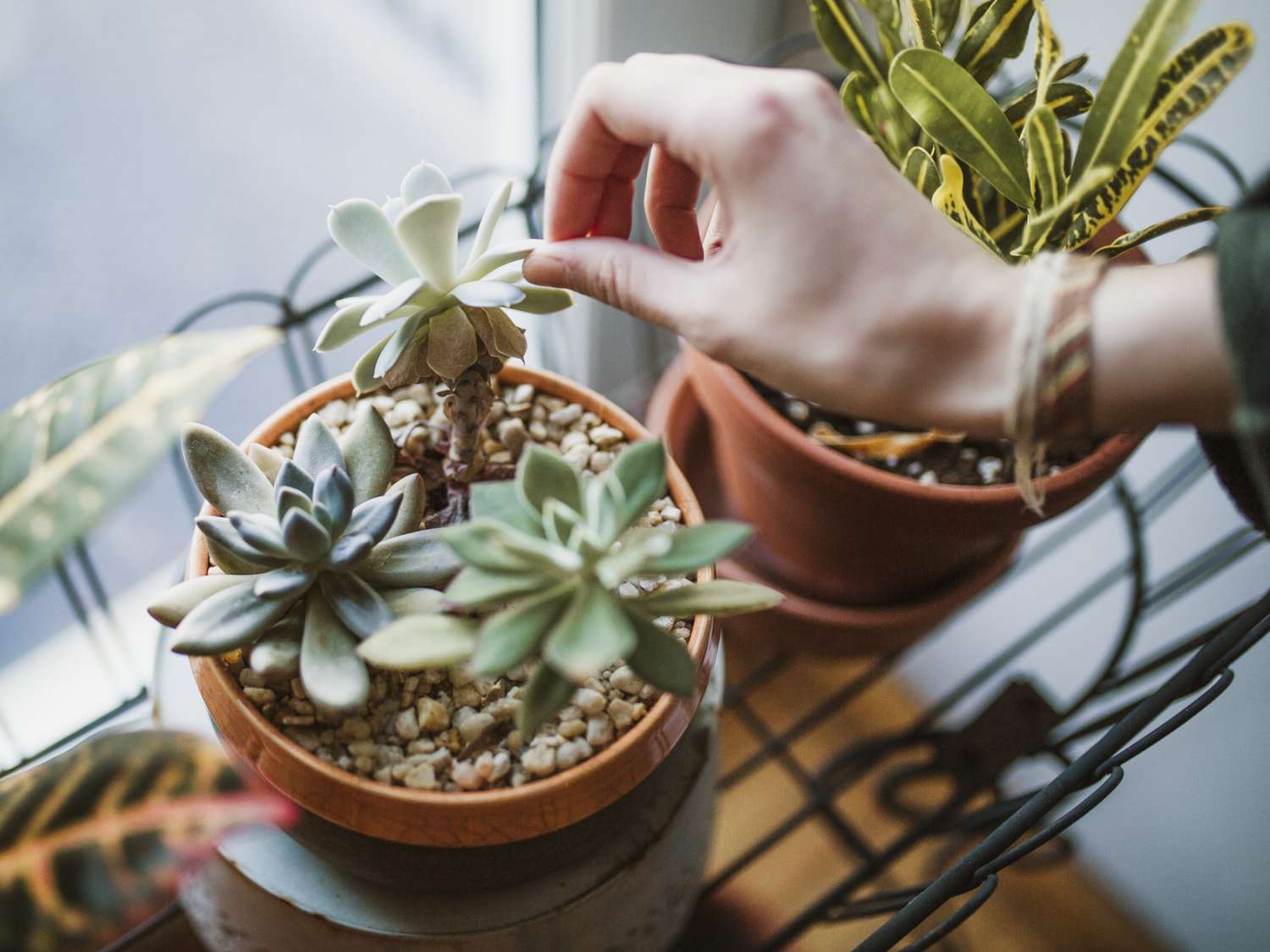 How To Take Care Of A Succulent Plant: Expert Tips!
