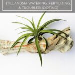 How To Care For Tillandsia Air Plants