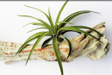 How To Care For Tillandsia Air Plants