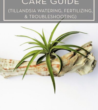 How To Care For Tillandsia Air Plants