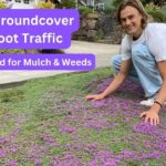 How To Creeping Thyme Ground Cover