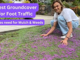 How To Creeping Thyme Ground Cover