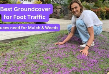 How To Creeping Thyme Ground Cover