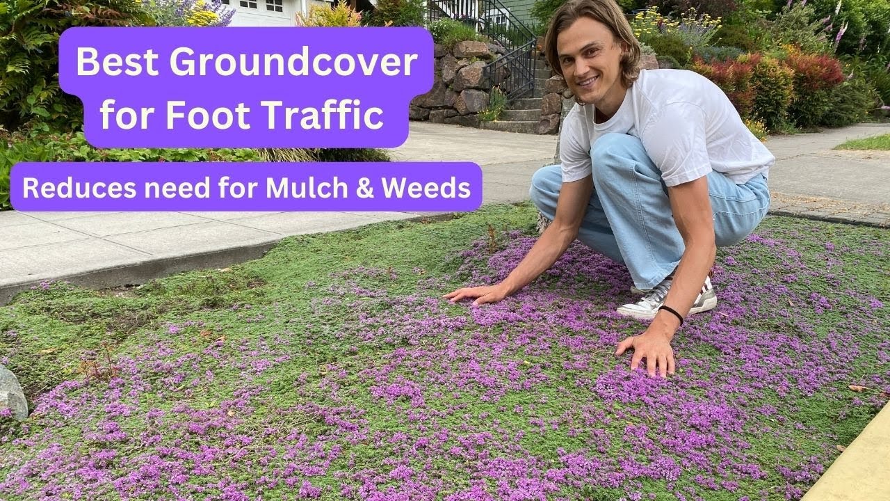 How To Creeping Thyme Ground Cover