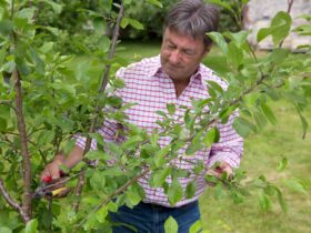 How To Cut An Apple Tree Back Prune Like A Pro 2