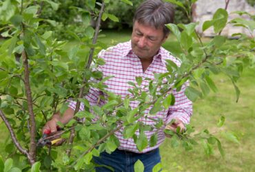 How To Cut An Apple Tree Back Prune Like A Pro 2