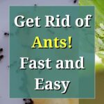 How To Get Rid Of Ants In My Garden