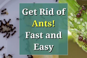 How To Get Rid Of Ants In My Garden