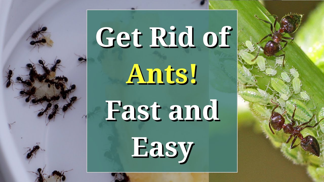 How To Get Rid Of Ants In My Garden