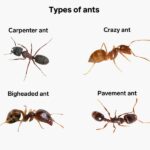 How To Get Rid Of Ants Permanently