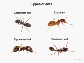 How To Get Rid Of Ants Permanently