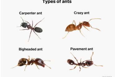 How To Get Rid Of Ants Permanently