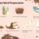 How To Get Rid Of Fruit Flies In Plants