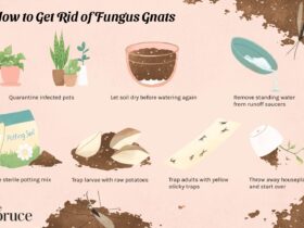 How To Get Rid Of Gnats From Houseplants